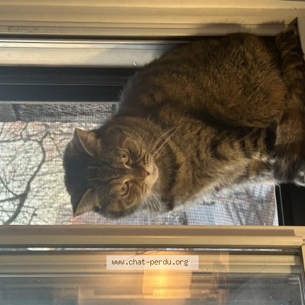Photo 1/1 Mimi Cat lost in Montreal