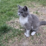 fluffy