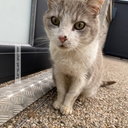 Picture of cat found at Franois
