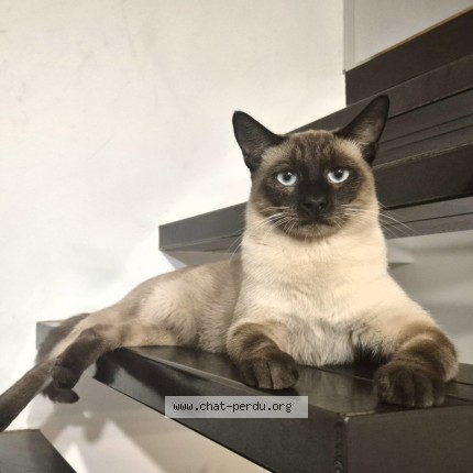 Photo of a cat found in Frontignan