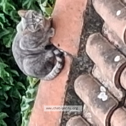 Photo of a cat found in Toulouse