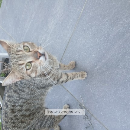 Photo of a cat found in Longuenee En Anjou
