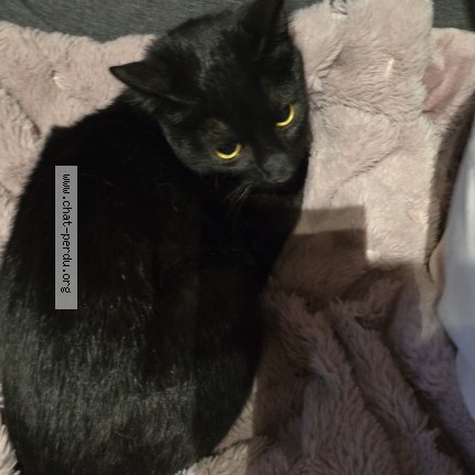 Foto van gevonden kat in Molenbeek Saint Jean