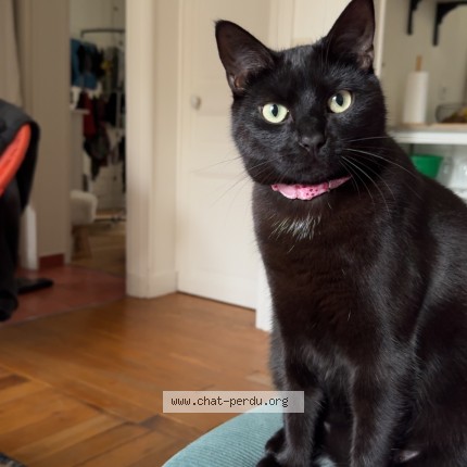 Photo of a cat found in Fontenais Sous Bois
