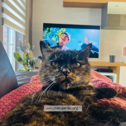Foto 1/1 Maya Kat vermist in Neupre