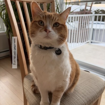 Photo 1/1 flash Cat lost in Repentigny