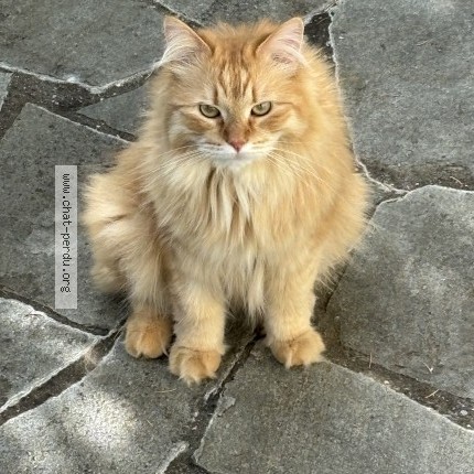 Foto 1/1 Dodo Katze verloren in Rolle