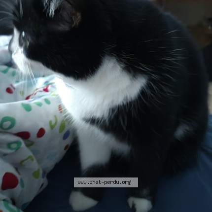 Photo 1/1 Mimi Cat lost in Deux Montagnes
