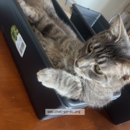 Photo of a cat found in Belfort