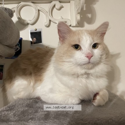 Photo 1/1 peggy Cat lost in Springfield