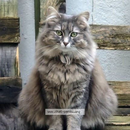 Photo of a cat found in Oissel