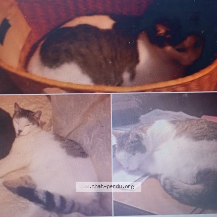 Foto einer verlorenen Katze in Lussy