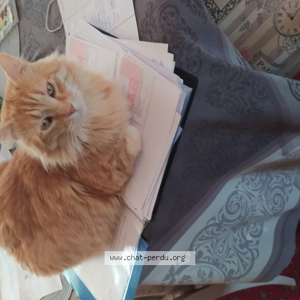Photo of a cat found in Goven