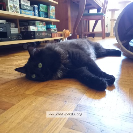 Photo of a cat found in Nantes
