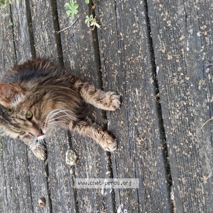 Photo of a cat found in Cenon