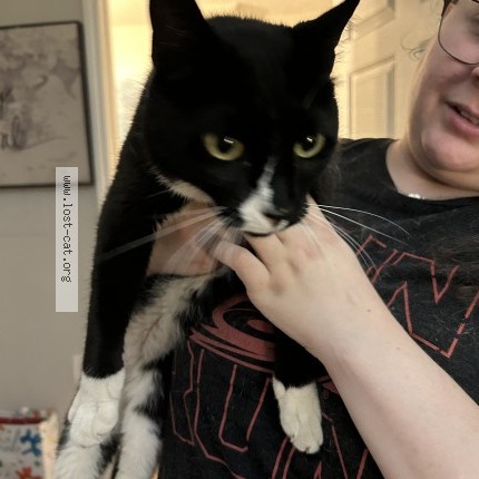 Photo 1/1 Found cat Found in Raleigh