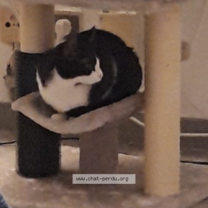 Photo of a cat found in Paris