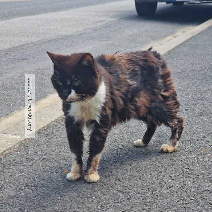 Picture of cat found at Vertou