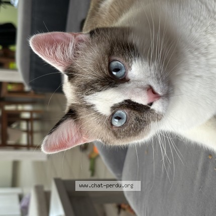 Photo of a cat found in Chatelet