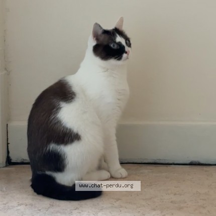 Foto 2/2 Kat teruggevonden Vermist in Chatelet