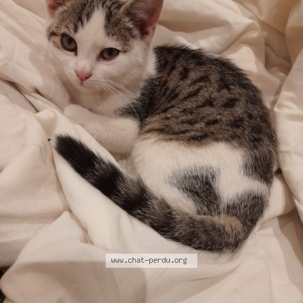 Foto van vermiste kat in Anderlecht