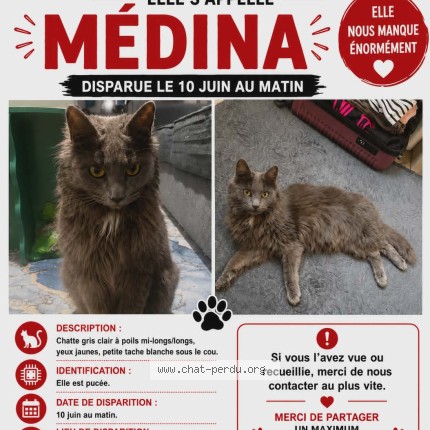 Photo of a cat found in Cagnes Sur Mer