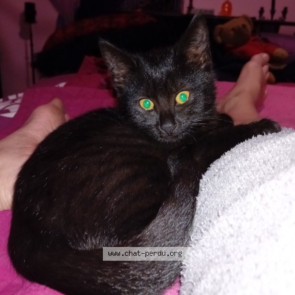Photo of a cat found in Uccle