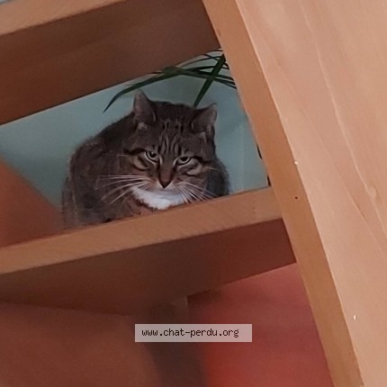 Foto 1/1 Kat teruggevonden Vermist in Tubize