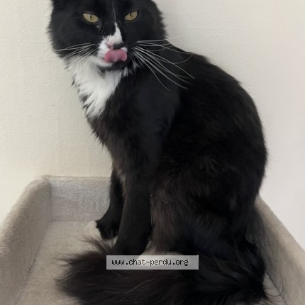 Photo of a cat found in Cannes