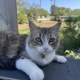 Luna Bella