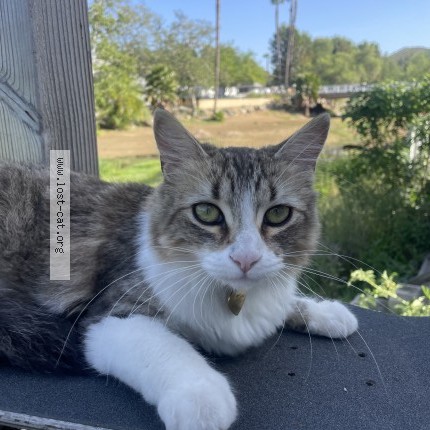 Photo of a cat found in Escondido