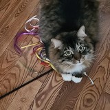 Mo