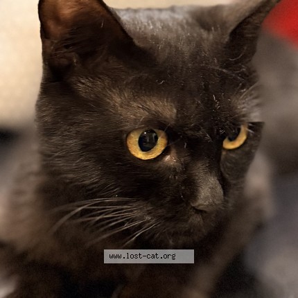 Picture of cat found at Lahore