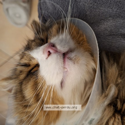 Photo of a cat found in Salaise Sur Sanne