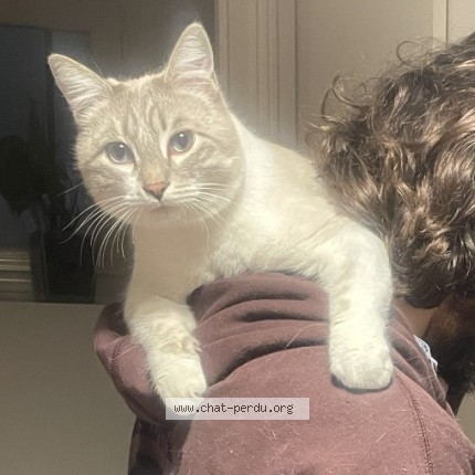 Photo of a cat found in Nanterre