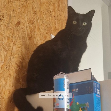 Photo of a cat found in Coueron