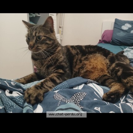 Photo of a cat found in Avrille