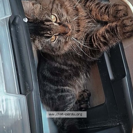 Foto 1/1 Kat teruggevonden Vermist in Andenne Seilles