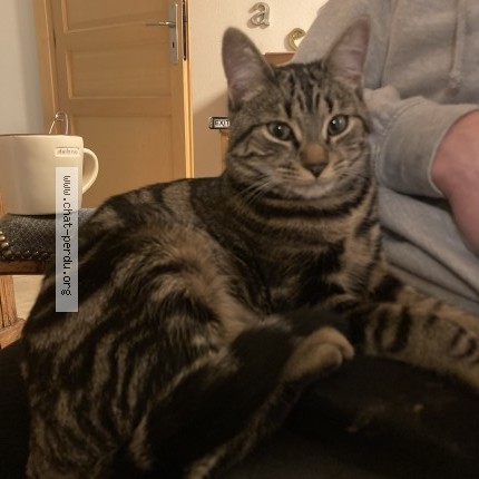 Photo of a cat found in Collonges Sous Saleve