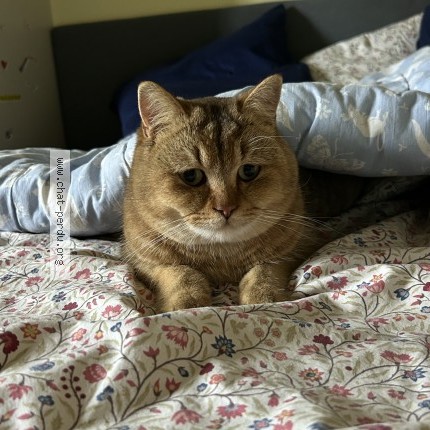 Foto 1/1 pumpkins Katze verloren in Founex