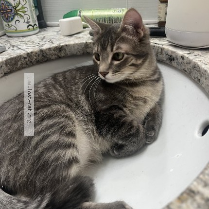 Photo 1/1 noelle Cat lost in Albuquerque