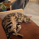 simba