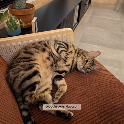 Photo 1/1 simba Cat lost in Chertsey