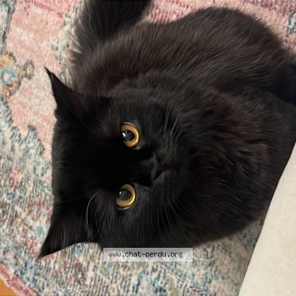 Photo of a cat found in Annecy Le Vieux