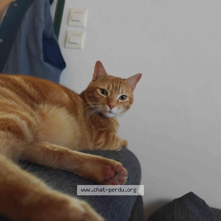 Photo of a cat found in Vierzon