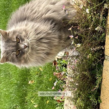 Photo of a cat found in Mayenne