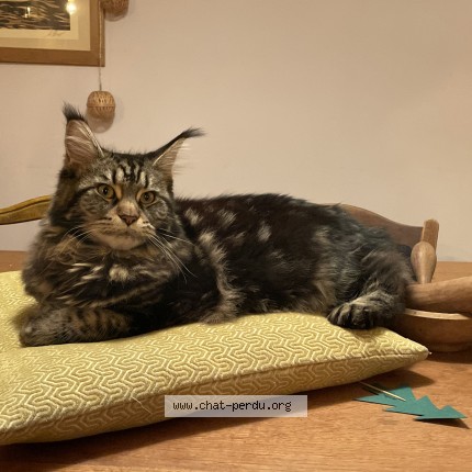 Photo of a cat found in Alfortville