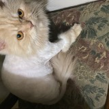 Billa Saab or Kitty