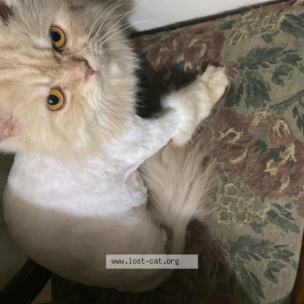 Photo 1/1 Billa Saab or Kitty Cat lost in Islamabad