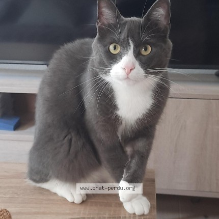 Photo of a cat found in Bordeaux